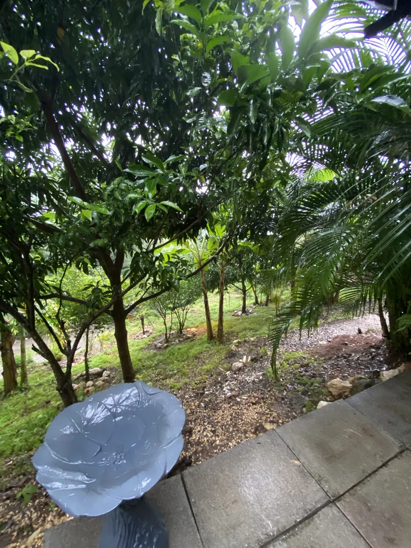 The green hillside orchard beside the Jungle Tiny Home, with a lotus-shaped stone birdbath on the paved patio.